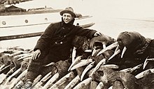 Hunter sitting on dozens of walruses killed for their tusks, 1911